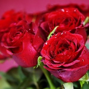 Meet your Posher, Charmin